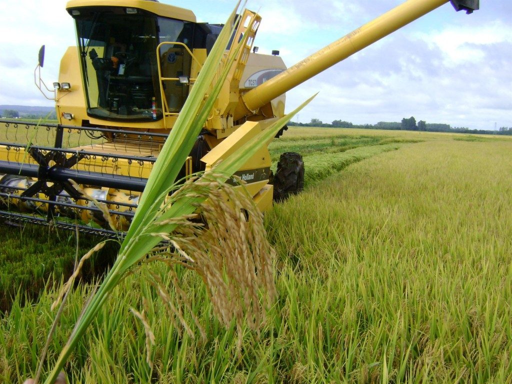 Conab publica estudo sobre plantio de arroz em municípios maranhenses