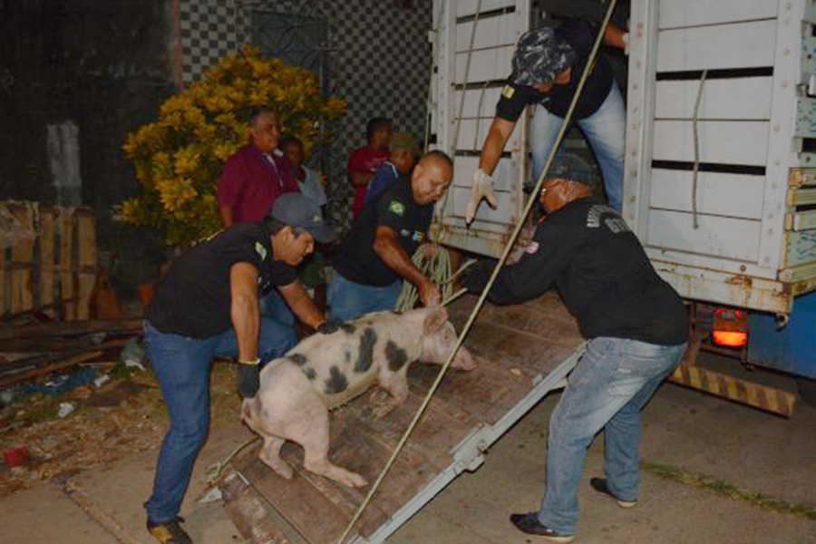 Prefeitura e Ministério Público intensificam operação contra abates clandestinos de animais