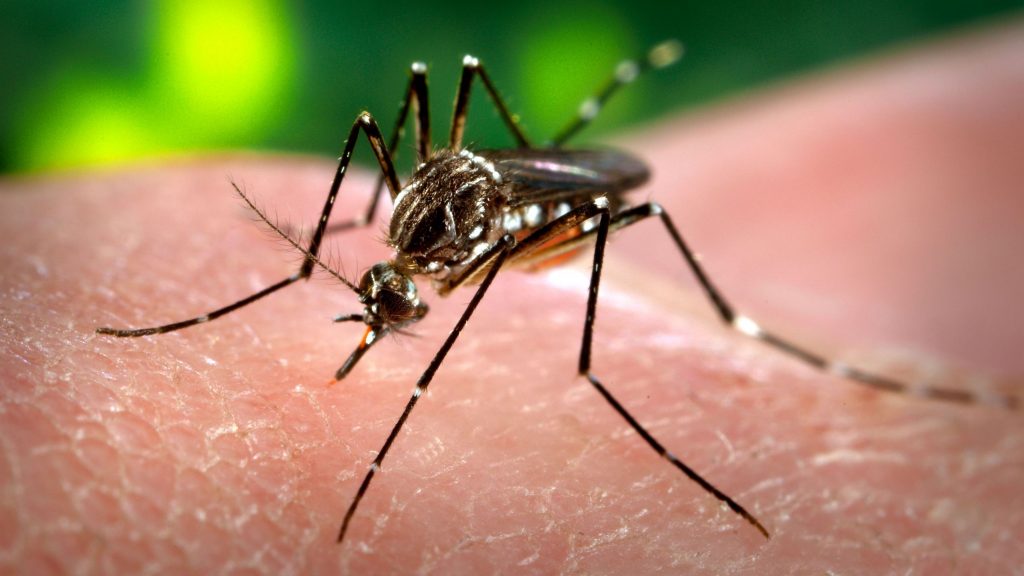 No Maranhão, 93 cidades estão em sinal de alerta contra o Aedes aegypt