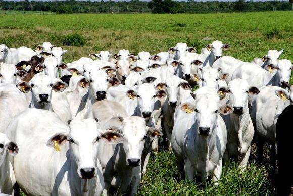 Casos de mal da vaca louca não são risco à produção bovina, diz OIE