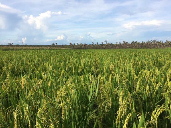 Embrapa lança uma nova cultivar de arroz para o Maranhão