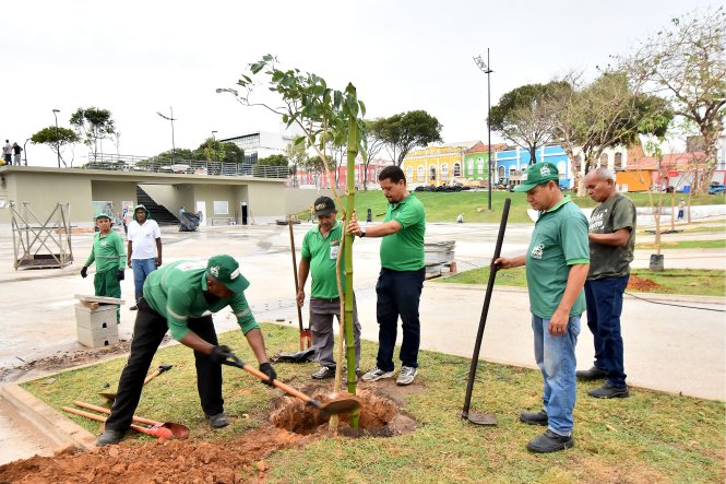 Prefeitura de São Luís faz transplantio de plantas para o Complexo da Deodoro