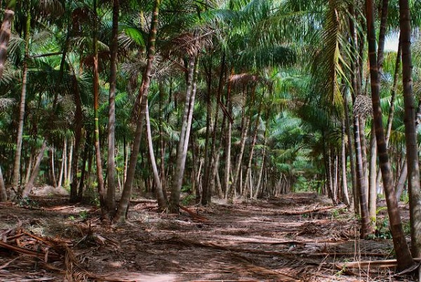 Embrapa Cocais realiza curso sobre manejo de açaizais nativos