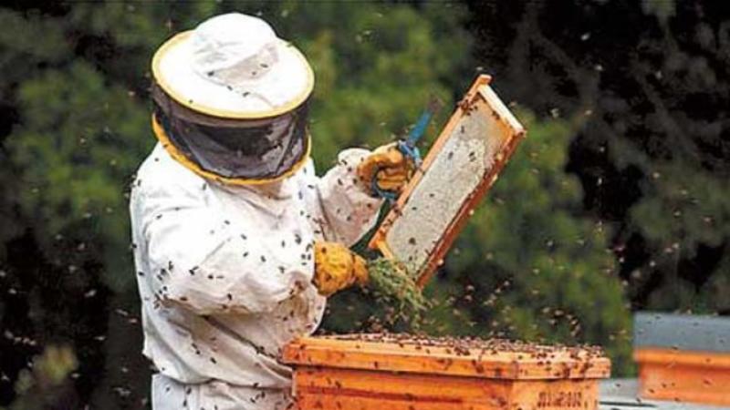 Vinte projetos do Maranhão são selecionados pelo programa Inova Amazônia do Sebrae