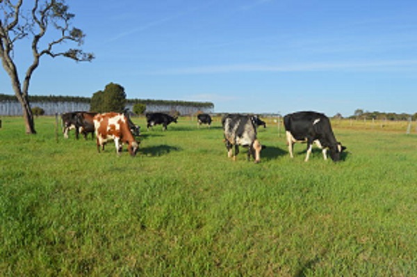 Caso da vaca louca no Pará é atípico, ou seja, caso isolado, e Brasil deve retomar exportação de carne
