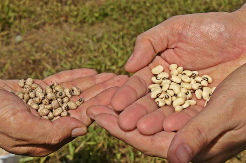 Embrapa e Uema desenvolvem projeto para fortificar feijão caupi com zinco, ferro e vitamina A