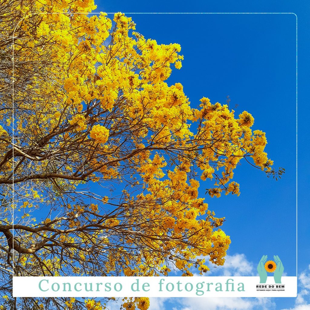 Ministério Público divulga resultado do concurso de fotografia da Campanha Rede do Bem
