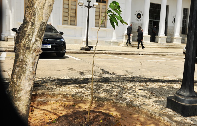 Tribunal de Justiça planta Ipê Amarelo como símbolo das ações de combate ao suicídio