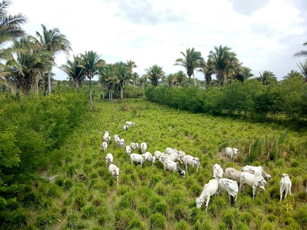 Experiência região do Pindaré sobre manutenção do babaçu na paisagem pecuária é tema do Prosa Rural