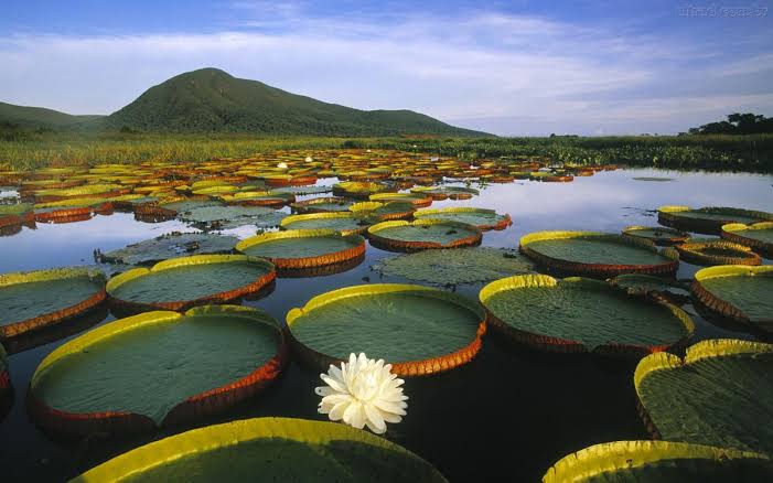 Governo lança programa voltado para captação de recursos a serem investidos na Amazônia
