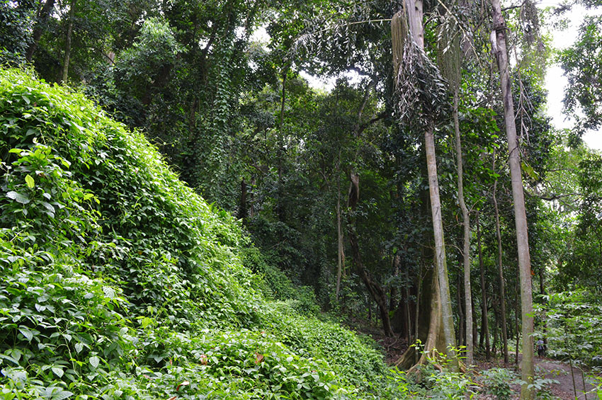 Banco do Nordeste disponibiliza R$ 9,5 bilhões no Plano Safra 2021-2022 para agronegócio sustentável