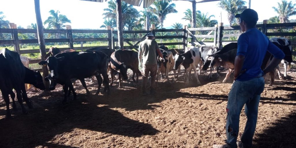 Fazenda de Buritirana prospera após receber orientação do Senar