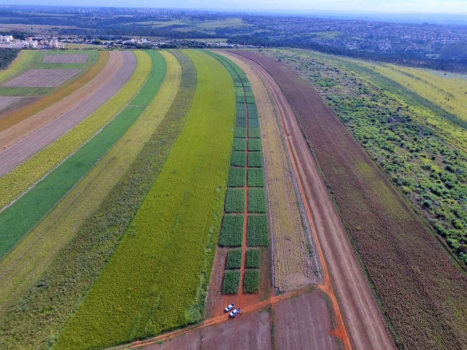 Cultivares de milho, sorgo e milheto da Embrapa são apresentadas em vitrines tecnológicas