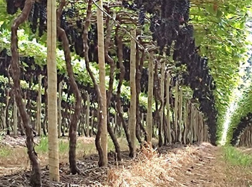 Produção de uva no Cerrado: produto cada vez mais fresco e de qualidade na mesa do consumidor