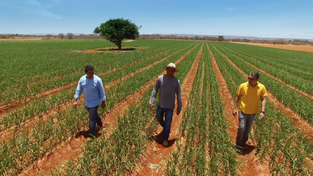 Produtores do semiárido utilizam irrigação por gotejamento para produção de frutas
