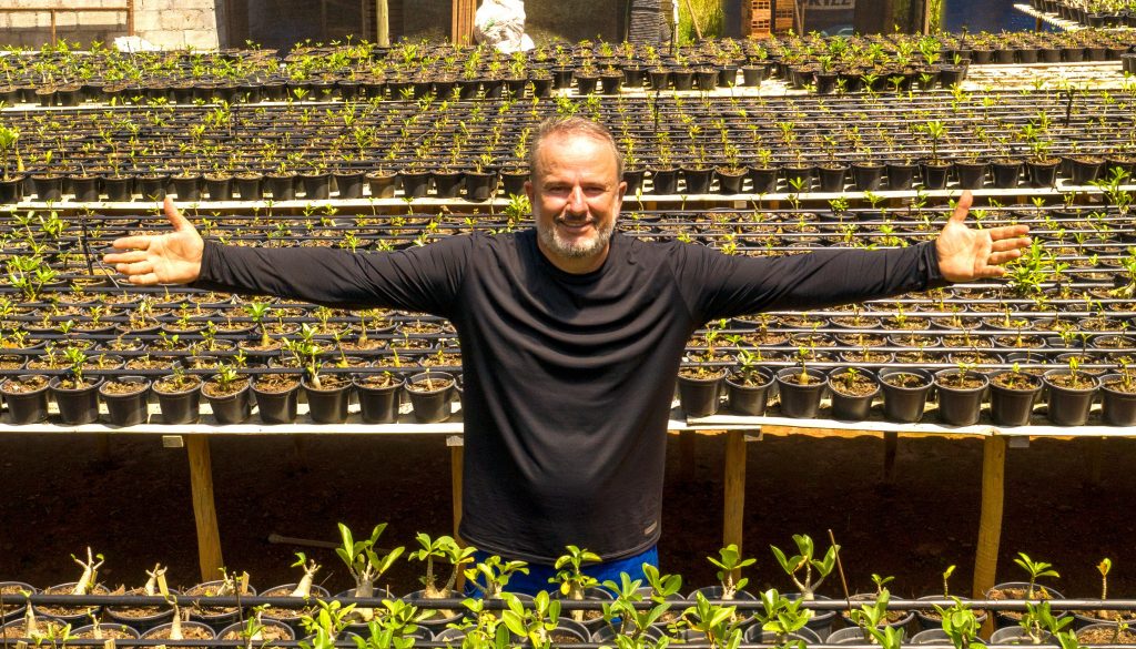 Especialista revela o motivo da rosa do deserto ser a planta queridinha do momento