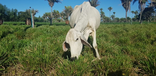 ILPF é tema da participação da Embrapa Cocais no Destaques Agronordeste 2021