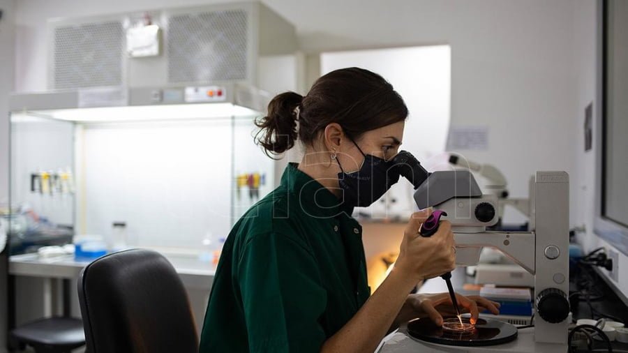 Argentina avança estudos de modificações genéticas de porcos para transplante de órgãos em humanos