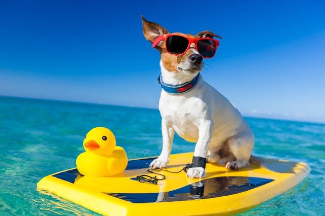 Especialista explica as dúvidas mais recorrentes sobre a exposição dos pets no verão