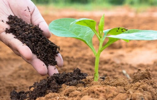 Brasil tem planos para possível falta de fertilizantes, diz ministra da Agricultura, Tereza Cristina