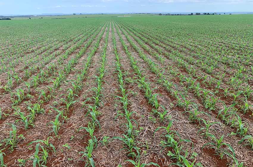 Saiba como driblar previsões climáticas e escassez de insumos que podem afetar a safrinha do milho