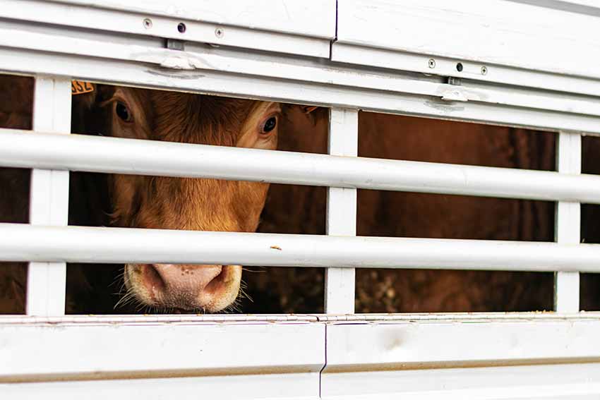 Impactos do estresse no transporte de animais e estratégias para minimizar perdas de produtividade