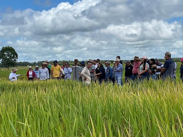Cultivares de arroz da Embrapa para o Maranhão são apresentadas a produtores em São Mateus