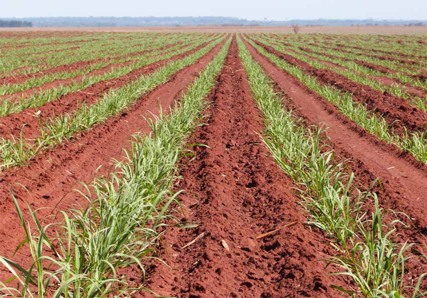 BP Bunge participa de debate sobre produtividade nos canaviais