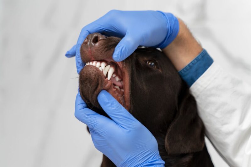 Veterinária alerta para necessidade de escovar frequentemente os dentes dos cães
