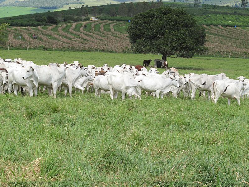 Banco do Nordeste oferece crédito para incentivar bovinocultura de corte na sua área de atuação