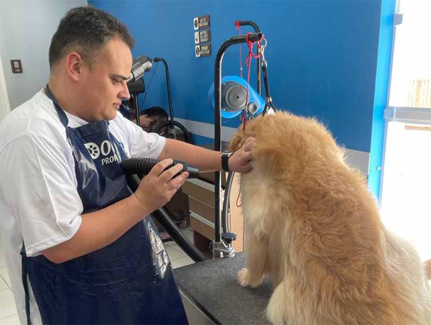 Jornalista realiza curso de banho e tosa em pets, como lazer e ampliação de conhecimento