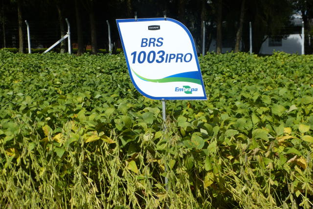 Embrapa lança nova cultivar de soja ideal para plantios no Matopiba e Mato Grosso