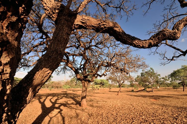 Maranhão e Tocantins respondem por 60% do desmatamento do Cerrado e Balsas é o município mais desmatado