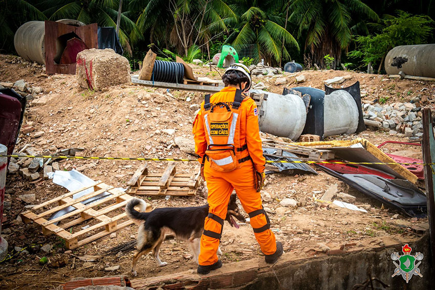 Cadela Flecha, da raça border collie, integra Corpo de Bombeiros e tem como missão salvar vidas