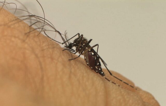 Brasil ameaçado pela Dengue: saiba como identificar os sintomas e prevenir a doença