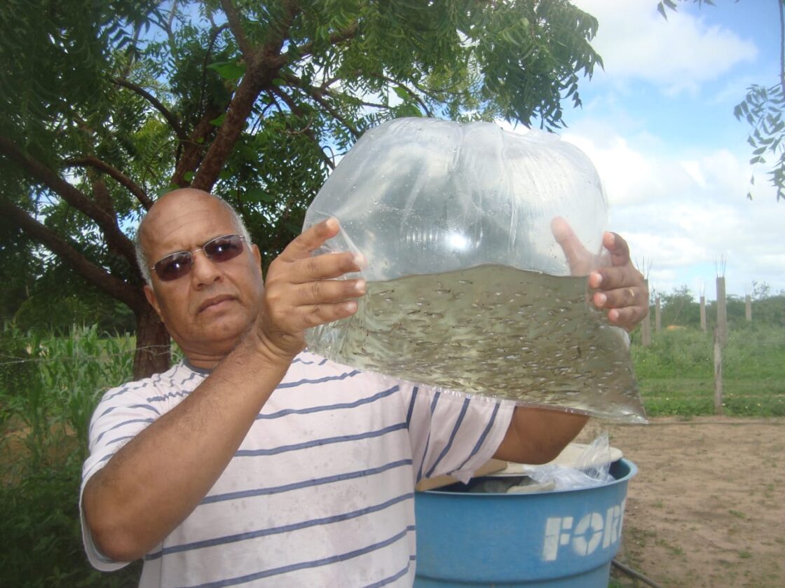 Peixe Barrigudinho pode ser um grande aliado contra dengue, zika e chikungunya