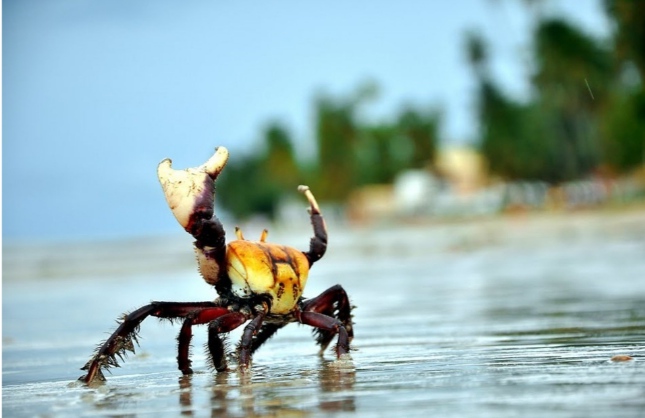 Período de defeso do caranguejo-uçá tem início nesta sexta-feira no Maranhão