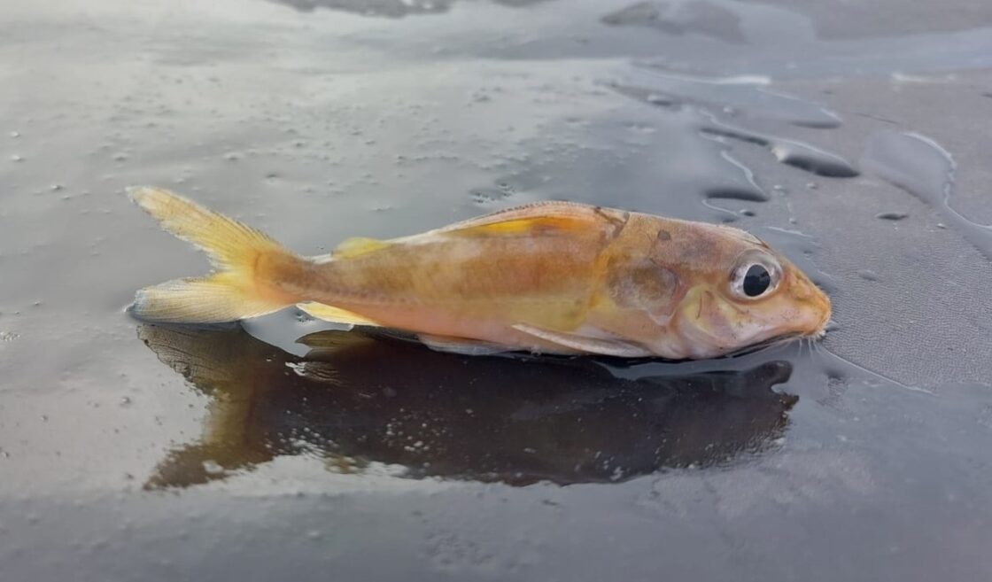Pesquisadores da Uema identificam novas espécies de peixes em rios maranhenses