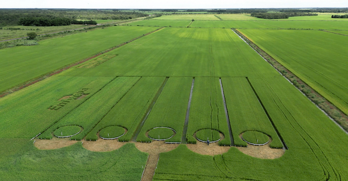 Embrapa apresenta portfólio de arroz para os Estados do Maranhão e Tocantins