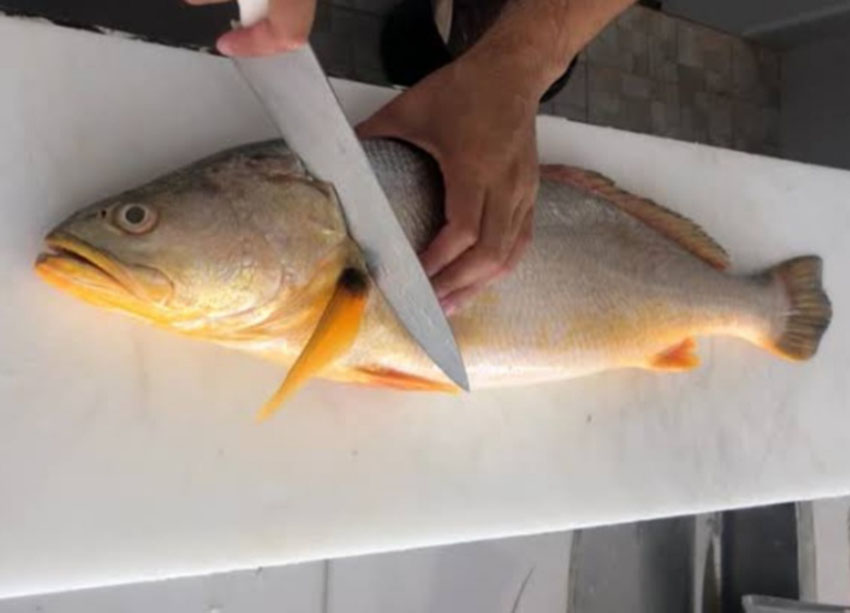 Estudo alerta para risco de exposição ao mercúrio pelo consumo de pescada amarela e corvina