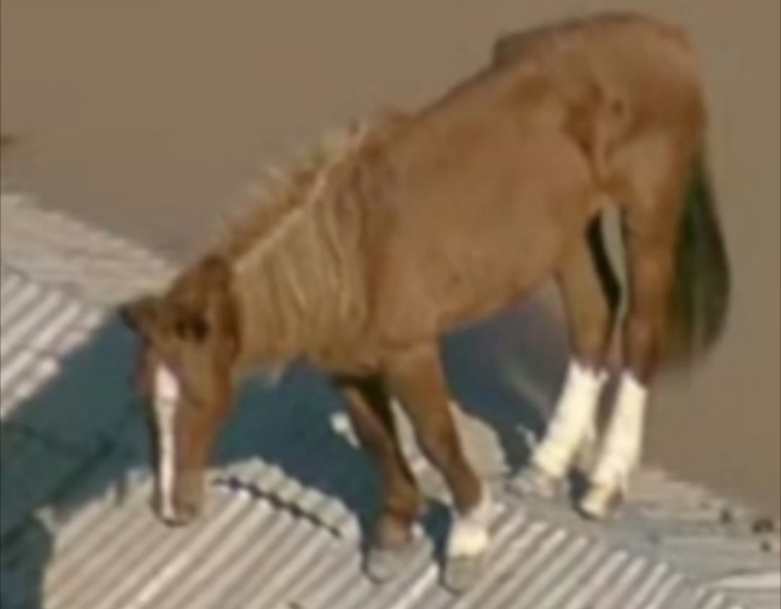 Novela do cavalo Caramelo, com enredo de uma guerra de vaidades em meio à crise dos gaúchos