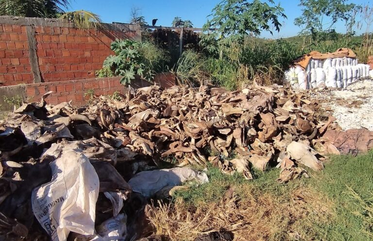 Operação Ossos do Ofício detecta irregularidades na produção de alimentação animal em Açailândia e Imperatriz