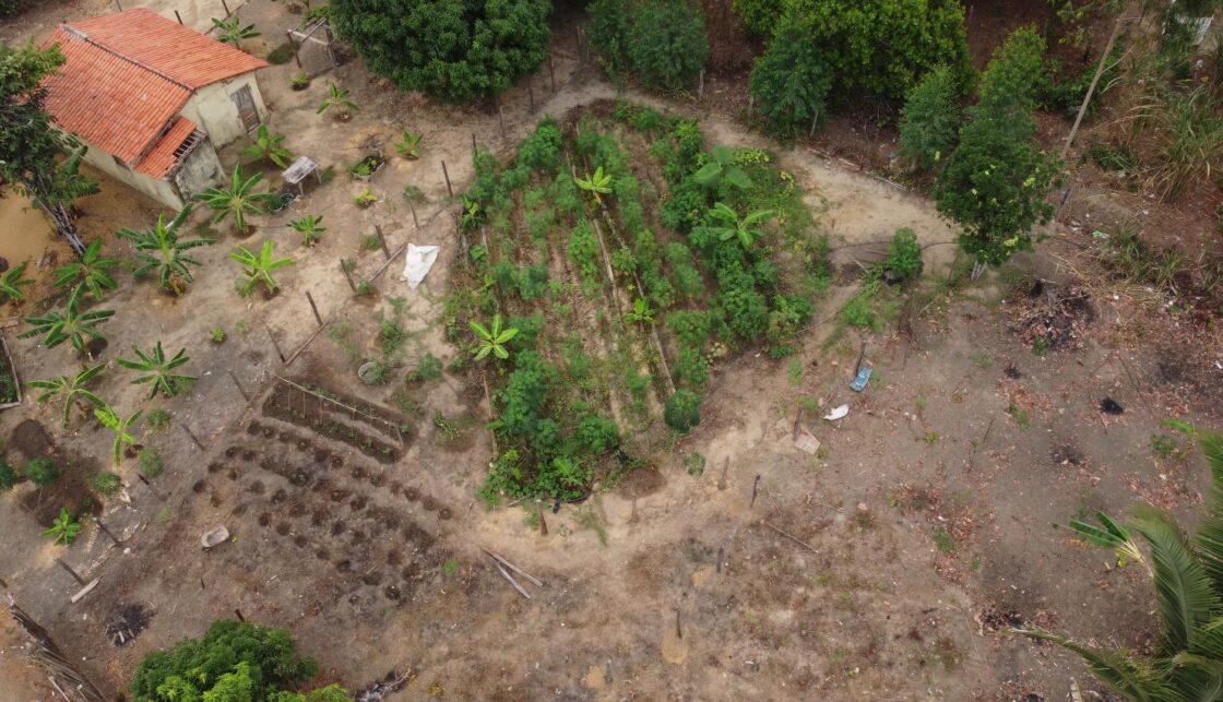 BIODIVERSIDADE Projeto Corredor de Biodiversidade da Amazônia implanta 150 quintais florestais no Maranhão e no Pará