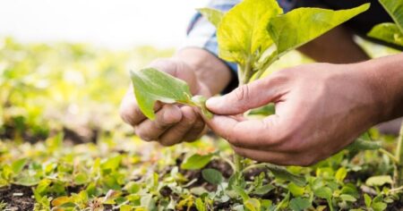 AÇÃO SOCIAL Fundo Socioambiental Caixa divulga os novos projetos aprovados, dezessete deles no Maranhão