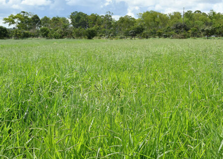 COMIDA NO PASTO Primeira cultivar brasileira de Brachiaria decumbens chega ao mercado