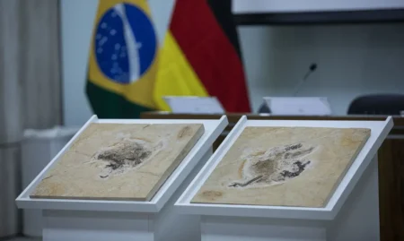 PATRIMÔNIO NATURAL Brasil quer recuperar dinossauros e patrimônios que estão espalhados por quatorze países