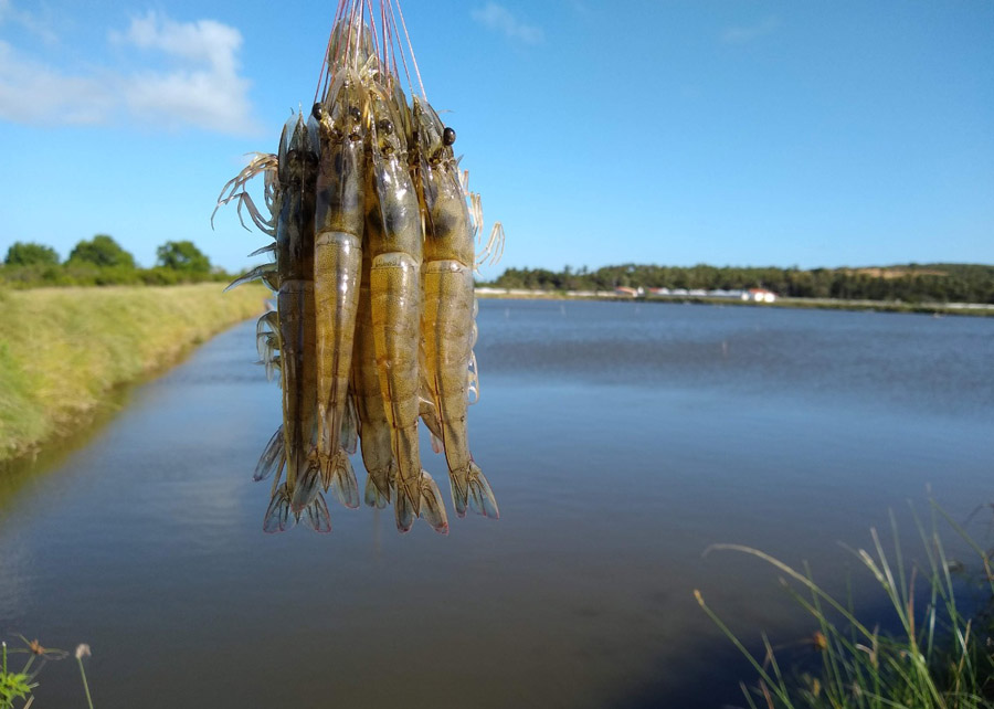 Justiça Federal determina encerramento das atividades de criatório de camarão no Delta do Parnaíba no Maranhão