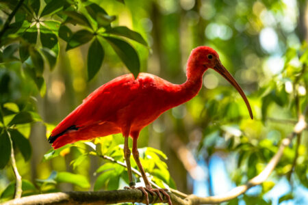 PRESERVANDO NATUREZA Reserva do Congo reúne educação ambiental, conservação da biodiversidade e criação responsável de aves em São Luís