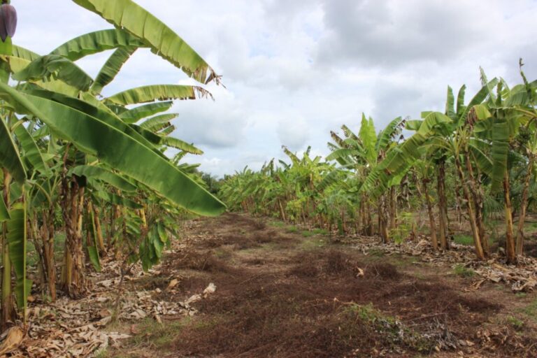 ORIENTAÇÃO RURAL Embrapa Maranhão participa da Agricultura Familiar em São Luís com palestras técnicas
