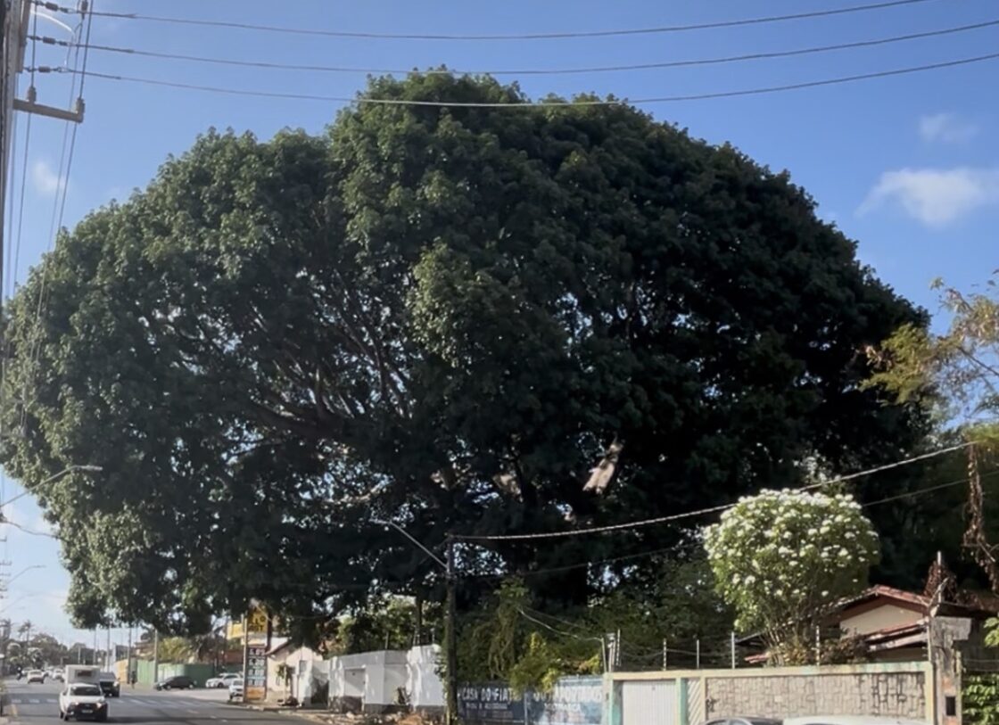 BELEZA NATURAL Período de Barrigudeiras de copas cheias e em São Luís muitas delas estão assim: cheias de charme
